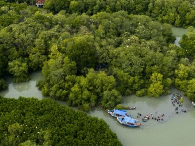 Apa Itu Karbon Biru? Melihat Potensi Besar dalam Ekosistem Mangrove